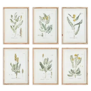 Mid Summer Blooms Prints, Set Of 6