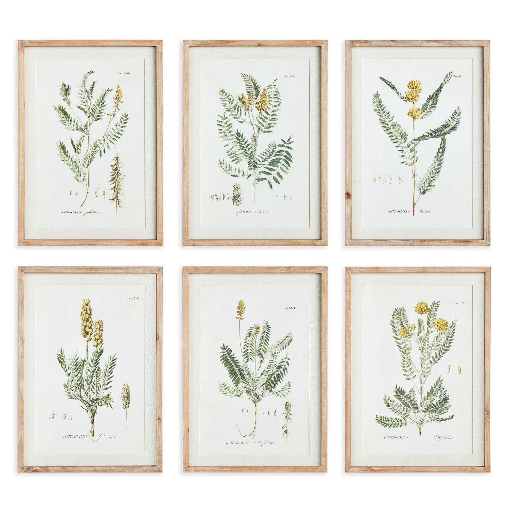 Mid Summer Blooms Prints, Set Of 6